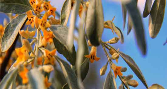 گل سنجد برای نازایی و روش استفاده از گل سنجد برای درمان نازایی گل سنجد برای نازایی ؛ روش استفاده از گل سنجد برای درمان نازایی