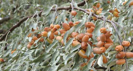 گل سنجد برای چی خوبه و برای درمان کدام بیماری از گل سنجد استفاده کنیم گل سنجد برای چی خوبه ؛ برای درمان کدام بیماری از گل سنجد استفاده کنیم