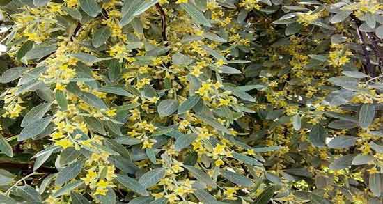 گل سنجد در تعیین جنسیت پسر و خاصیت مصرف گل سنجد برای پسرزایی گل سنجد در تعیین جنسیت پسر ؛ خاصیت مصرف گل سنجد برای پسرزایی