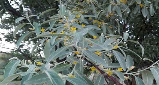 گل سنجد و بارداری و آیا مصرف گل سنجد برای بارداری مفید است یا مضر؟ گل سنجد و بارداری ؛ آیا مصرف گل سنجد برای بارداری مفید است یا مضر؟