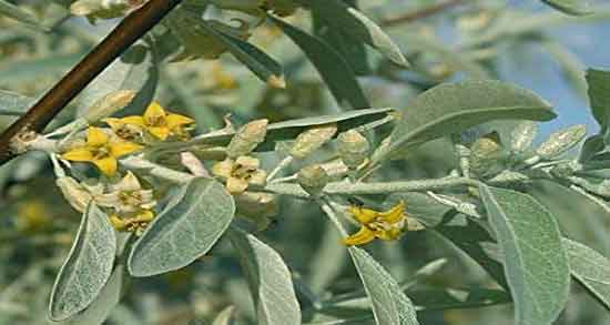 گل سنجد چه خاصیتی دارد و بررسی خواص درمانی گل سنجد برای سلامت بدن گل سنجد چه خاصیتی دارد ؛ بررسی خواص درمانی گل سنجد برای سلامت بدن