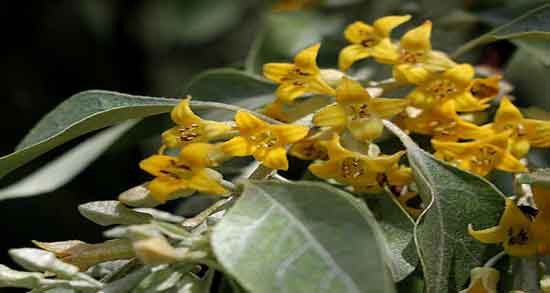 گل سنجد چه خواصی دارد و معرفی کامل گل سنجد و خواصی که دارد گل سنجد چه خواصی دارد ؛ معرفی کامل گل سنجد و خواصی که دارد