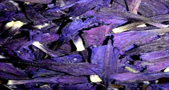 گل گاوزبان برای کودکان و آیا مصرف گل گاوزبان برای کودکان مفید است یا مضر؟ گل گاوزبان برای کودکان ؛ آیا مصرف گل گاوزبان برای کودکان مفید است یا مضر؟