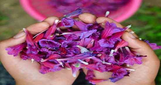 گل گاوزبان در بارداری و هشدارهایی درباره مصرف گل گاوزبان در بارداری گل گاوزبان در بارداری ؛ هشدارهایی درباره مصرف گل گاوزبان در بارداری