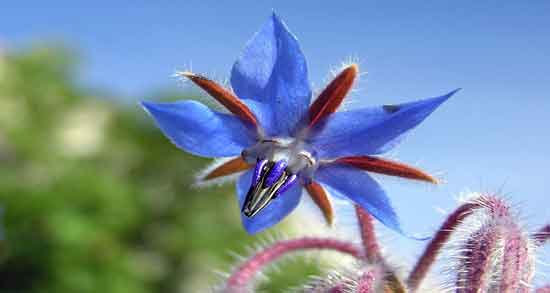 گل گاوزبان و فشار خون و هشدارهایی درباره مثرف گل گاوزبان برای افراد مبتلا به فشار خون بالا گل گاوزبان و فشار خون ؛ هشدارهایی درباره مثرف گل گاوزبان برای افراد مبتلا به فشار خون بالا