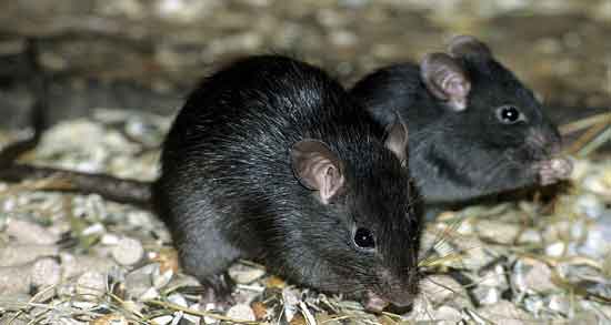 گندم سیاه برای موش و فراری دادن موش با گندم سیاه گندم سیاه برای موش ؛ فراری دادن موش با گندم سیاه