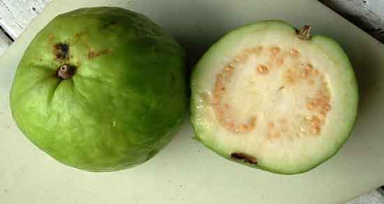 گواوا چیست؟ و معرفی کامل میوه گواوا و خواصی که دارد گواوا چیست؟ ؛ معرفی کامل میوه گواوا و خواصی که دارد