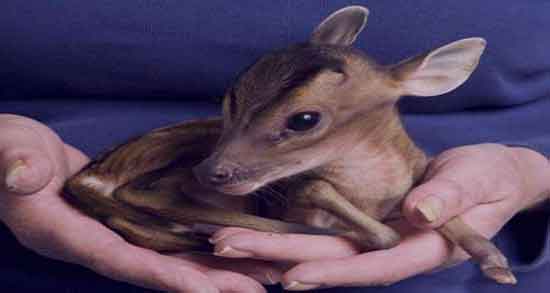 گوشت آهو برای کودکان و ایا گوشت اهو برای تقویت حافظه کودکان مفیده گوشت آهو برای کودکان ؛ ایا گوشت اهو برای تقویت حافظه کودکان مفیده