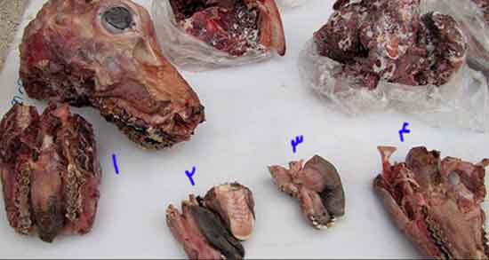 گوشت آهو در دوران بارداری و مصرف گوشت اهو برای زیبایی جنین گوشت آهو در دوران بارداری ؛ مصرف گوشت اهو برای زیبایی جنین