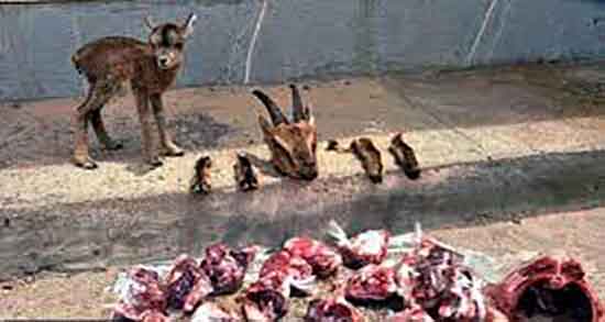 گوشت آهو چه خاصیتی دارد و خاصیت درمانی گوشت اهو برای سرطان گوشت آهو چه خاصیتی دارد ؛ خاصیت درمانی گوشت اهو برای سرطان