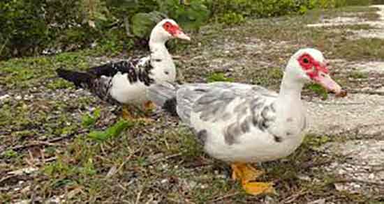 گوشت اردک برای سرماخوردگی و فواید گوشت اردک برای سرماخوردگی گوشت اردک برای سرماخوردگی ؛ فواید گوشت اردک برای سرماخوردگی