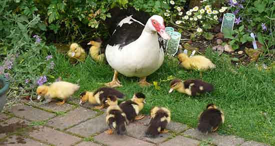 گوشت اردک برای کبد چرب و خواص گوشت اردک برای درمان چربی کبد گوشت اردک برای کبد چرب ؛ خواص گوشت اردک برای درمان چربی کبد