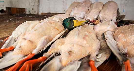 گوشت اردک در اسلام و فواید مصرف گوشت اردک در طب اسلامی گوشت اردک در اسلام ؛ فواید مصرف گوشت اردک در طب اسلامی