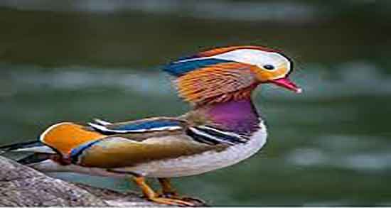 گوشت اردک در شیردهی و فواید گوشت اردک برای افزایش شیر مادران گوشت اردک در شیردهی ؛ فواید گوشت اردک برای افزایش شیر مادران