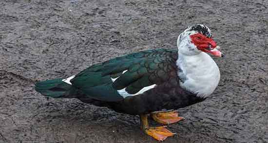گوشت اردک و خواص آن و خاصیت مصرف اردک برای زیبایی جنین گوشت اردک و خواص آن ؛ خاصیت مصرف اردک برای زیبایی جنین