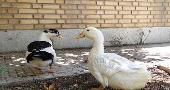 گوشت اردک چه طبعی دارد و مصرف گوشت اردک چه طبعی دارد گوشت اردک چه طبعی دارد ؛ مصرف گوشت اردک چه طبعی دارد