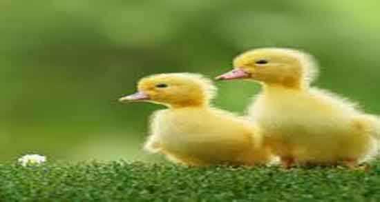 گوشت اردک گرمه یا سرد و مصرف گوشت اردک برای بدن گرمه یا سرد گوشت اردک گرمه یا سرد ؛ مصرف گوشت اردک برای بدن گرمه یا سرد