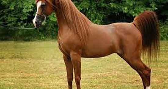 گوشت اسب حرام است و ایا مصرف گوشت اسب در اسلام حرام است گوشت اسب حرام است ؛ ایا مصرف گوشت اسب در اسلام حرام است