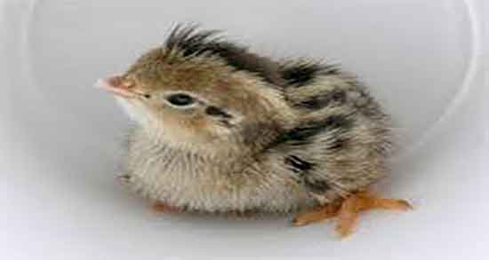 گوشت بلدرچین از چند ماهگی ؛ گوشت بلدرچین برای کودکان زیر یک سال گوشت بلدرچین از چند ماهگی ؛ گوشت بلدرچین برای کودکان زیر یک سال