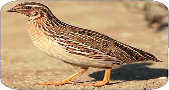 گوشت بلدرچین برای بیماران سرطانی و خواص بلدرچین برای بیماران گوشت بلدرچین برای بیماران سرطانی ؛ خواص بلدرچین برای بیماران