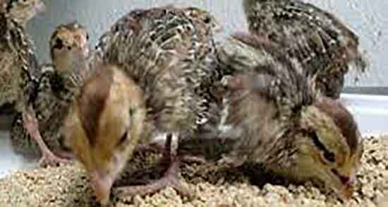 گوشت بلدرچین برای بیماران کلیوی و فواید بلدرچین برای بیماران کلیوی گوشت بلدرچین برای بیماران کلیوی ؛ فواید بلدرچین برای بیماران کلیوی