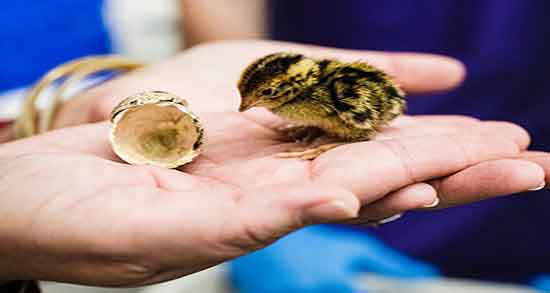 گوشت بلدرچین برای نوزاد هفت ماهه و فواید بلدرچین برای نوزاد شش ماهه گوشت بلدرچین برای نوزاد هفت ماهه ؛ فواید بلدرچین برای نوزاد شش ماهه