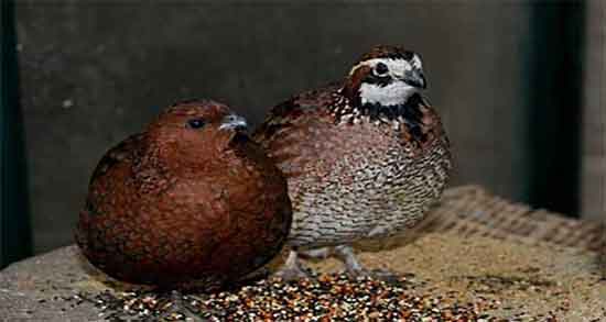 گوشت بلدرچین برای نوزادان ؛ خواص گوشت بلدرچین برای نوزاد گوشت بلدرچین برای نوزادان ؛ خواص گوشت بلدرچین برای نوزاد