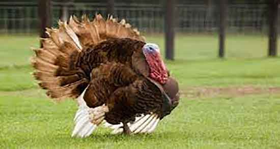 گوشت بوقلمون برای فشار خون و گوشت بوقلمون فشار خون را بالا میبرد گوشت بوقلمون برای فشار خون ؛ گوشت بوقلمون فشار خون را بالا میبرد