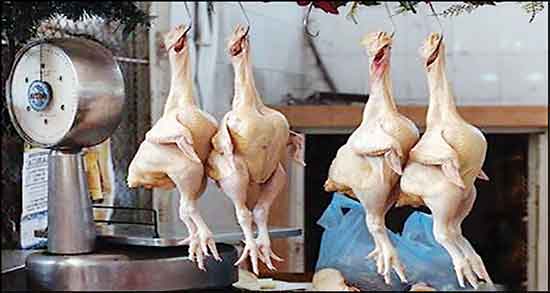 گوشت بوقلمون برای کبد چرب و ایا گوشت بوقلمون برای کبد چرب مفیده گوشت بوقلمون برای کبد چرب ؛ ایا گوشت بوقلمون برای کبد چرب مفیده