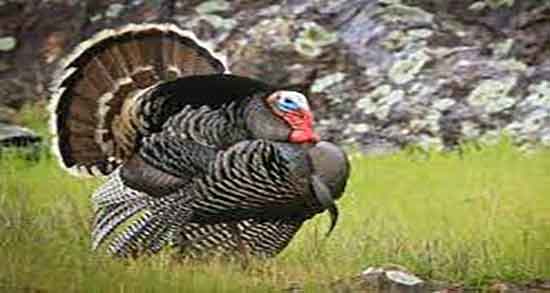 گوشت بوقلمون برای کودکان و گوشت بوقلمون برای کودکان زیر یک سال گوشت بوقلمون برای کودکان ؛ گوشت بوقلمون برای کودکان زیر یک سال