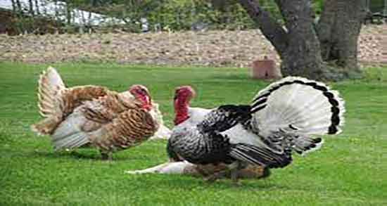 گوشت بوقلمون در بدنسازی و خواص گوشت بوقلمون برای بدنسازان گوشت بوقلمون در بدنسازی ؛ خواص گوشت بوقلمون برای بدنسازان