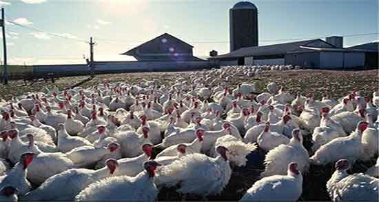 گوشت بوقلمون در شیردهی و خوردن گوشت بوقلمون در دوران شیردهی گوشت بوقلمون در شیردهی ؛ خوردن گوشت بوقلمون در دوران شیردهی