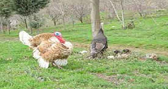 گوشت بوقلمون و دیابت و ایا مصرف گوشت بوقلمون برای دیابت خوبه گوشت بوقلمون و دیابت ؛ ایا مصرف گوشت بوقلمون برای دیابت خوبه