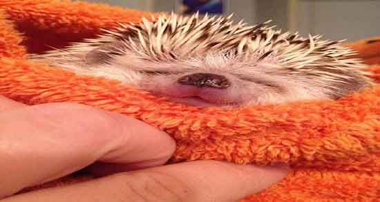 گوشت جوجه تیغی از کجا بخریم و گوشت جوجه تیغی از فروشگاه انلاین گوشت جوجه تیغی از کجا بخریم ؛ گوشت جوجه تیغی از فروشگاه انلاین