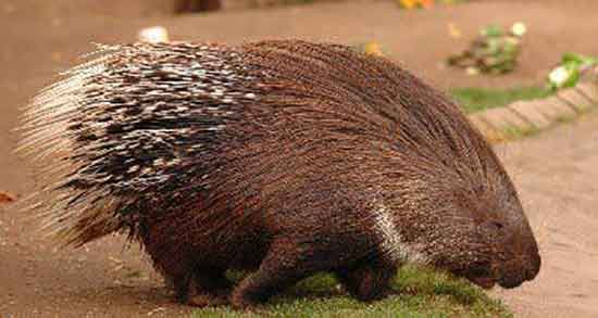 گوشت جوجه تیغی برای درمان آسم و گوشت جوجه تیغی برای درمان ریه گوشت جوجه تیغی برای درمان آسم ؛ گوشت جوجه تیغی برای درمان ریه