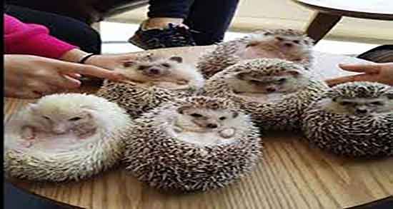 گوشت جوجه تیغی برای درمان دیابت و کنترل دیابت با گوشت جوجه تیغی گوشت جوجه تیغی برای درمان دیابت ؛ کنترل دیابت با گوشت جوجه تیغی