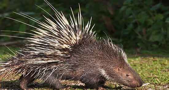 گوشت جوجه تیغی برای درمان سرطان و بهبود سرطان با جوجه تیغی گوشت جوجه تیغی برای درمان سرطان ؛ بهبود سرطان با جوجه تیغی