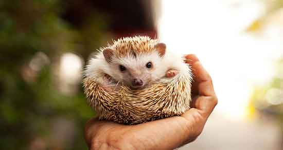 گوشت جوجه تیغی برای زن باردار و گوشت جوجه تیغی برای زنان باردار گوشت جوجه تیغی برای زن باردار ؛ گوشت جوجه تیغی برای زنان باردار