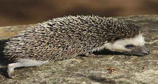 گوشت جوجه تیغی برای نازایی و خاصیت گوشت جوجه تیغی برای نازایی گوشت جوجه تیغی برای نازایی ؛ خاصیت گوشت جوجه تیغی برای نازایی