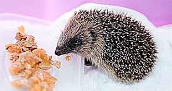 گوشت جوجه تیغی برای چه مریضی خوبه و خوردن جوجه تیغی برای تنفس گوشت جوجه تیغی برای چه مریضی خوبه ؛ خوردن جوجه تیغی برای تنفس