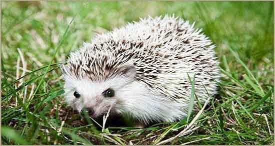 گوشت جوجه تیغی برای چی خوب است و گوشت جوجه تیغی برای ریه گوشت جوجه تیغی برای چی خوب است ؛ گوشت جوجه تیغی برای ریه