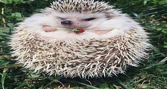 گوشت جوجه تیغی برای کمردرد و خوردن گوشت جوجه تیغی برای بدن گوشت جوجه تیغی برای کمردرد ؛ خوردن گوشت جوجه تیغی برای بدن