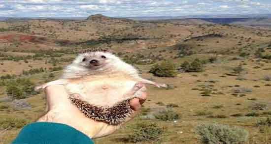 گوشت جوجه تیغی حلال است و ایا جوجه تیغی برای مسلمان حلال است گوشت جوجه تیغی حلال است ؛ ایا جوجه تیغی برای مسلمان حلال است