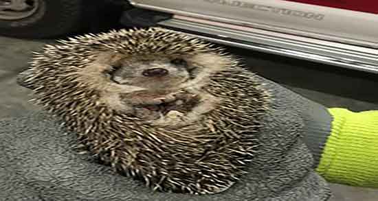 گوشت جوجه تیغی در اسلام و حکم خوردن جوجه تیغی در اسلام چیست گوشت جوجه تیغی در اسلام ؛ حکم خوردن جوجه تیغی در اسلام چیست