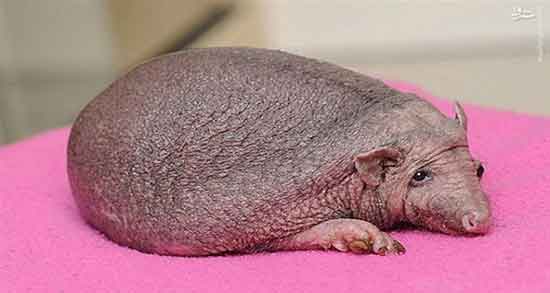 گوشت جوجه تیغی در بارداری و فواید گوشت جوجه تیغی برای جنین گوشت جوجه تیغی در بارداری ؛ فواید گوشت جوجه تیغی برای جنین