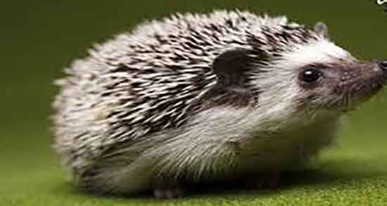 گوشت جوجه تیغی در درمان آسم و ایا گوشت جوجه تیغی برای اسم مفیده گوشت جوجه تیغی در درمان آسم ؛ ایا گوشت جوجه تیغی برای اسم مفیده