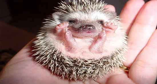 گوشت جوجه تیغی در طب سنتی و مصرف گوشت جوجه تیغی از نظر طب گوشت جوجه تیغی در طب سنتی ؛ مصرف گوشت جوجه تیغی از نظر طب