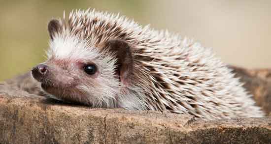 گوشت جوجه تیغی و خواص آن و فواید گوشت جوجه تیغی برای تپش قلب گوشت جوجه تیغی و خواص آن ؛ فواید گوشت جوجه تیغی برای تپش قلب