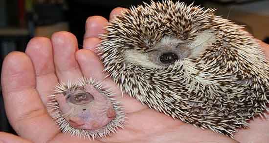 گوشت جوجه تیغی و سرطان و درمان سرطان با گوشت جوجه تیغی گوشت جوجه تیغی و سرطان ؛ درمان سرطان با گوشت جوجه تیغی