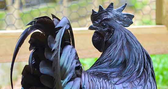 گوشت جوجه خروس محلی و گوشت جوجه خروس محلی برای زنان باردار گوشت جوجه خروس محلی ؛ گوشت جوجه محلی برای زنان باردار